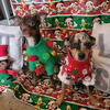 Gorgeous merle & Chocolate-Tri Chihuahua puppies/CHRISTMAS SPECIAL !