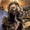 Male chocolate cocker spaniel