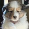 Sheltie puppies for sale