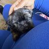 Yorkies for sale