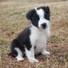 Border Collie pups Males