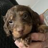 Miniature Dachshund puppies!