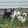 Heeler/Border Collie Mix Puppy 3monthold For rehoming NEEDS HOME ASAP