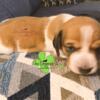 Piebald dachshund female puppy 