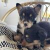 Pembroke welsh corgi 