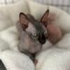 Black Adult Female Sphynx