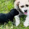 Female Teddy Bear Puppy 7/17/24  Shih Tzu and toy poodle