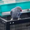 Cobalt Indian ringneck