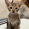 purebred oriental shorthair kittens