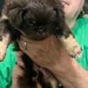 Chocolate CKC Pekingese Male Puppy