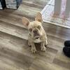 8 month old Frenchie