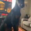 2 female Doberman pinschers 1800 each