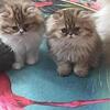 Persian kittens
