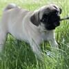Pure bred doll toy faced Pug puppy 13 weeks old