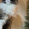 Himalayan/Persian mix