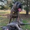 ICCF Cane Corso Stud Available