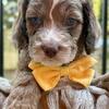 Mini Australian Goldendoodle- blue eye chocolate merle