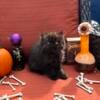 Gorgeous and Affectionate Persian Kittens!