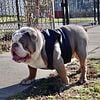 Lilac tri English bulldog Stud