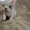 Adorable  french bulldog puppies for sales