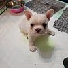 French bulldog