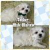 CKC registered Maltese