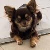 Chihuahua female
