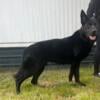 Black German Shepherd