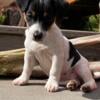 Jack Russell terrier