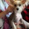 akc hairless male chinese crested