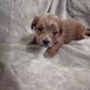 Yorkie poo puppies for sale