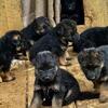 Beautiful Long Coat Akc German shepherd Puppies