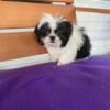 IMPERIAL SHIH TZU Male Puppy