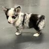 Ckc corgi