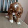 Cocker Spaniel pups for sale