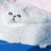 Frosty / Gorgeous Chinchilla Silver Boy Persian