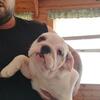 AKC registered English bulldog puppy