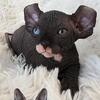 Sphynx BOY  TICA Breeding Rights Chicago IL