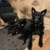 AKC registered German Shepherd puppies