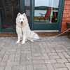 AKC Samoyed - Intact Female - 1 year