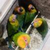 Sun conure baby 7182493542