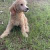 Toy poodle puppies looking forever home