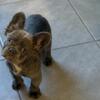 AKC registered Fluffy frenchie 