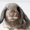 Hand Raised Pet Holland Lop Bunnies