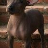 Hairless Xoloitzcuintli (Xolo) Puppy – Ready Soon
