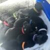 German Shepard puppies WILL BE READY June 10