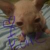 Sphynx kittens available for reserve, $1500