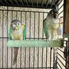 Proven Breeding pair Turquoise Conures