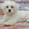 Maltipoo