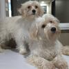 2 Male Maltipoo''s 